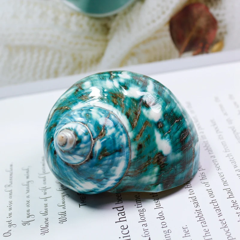 Флуоресцентный узор Улитка Средиземноморский натуральный ракушка коллекция