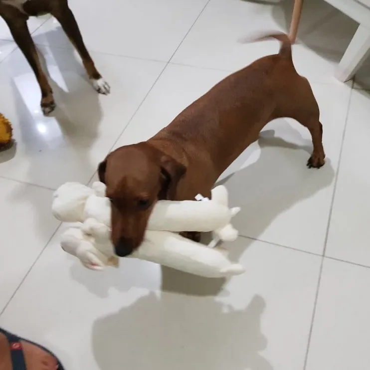 ANSINPARK забавные флисовые игрушки для собак и кошек долговечные плюшевые пищащий