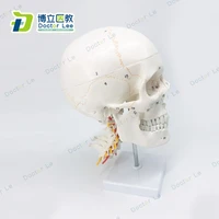 11 life sized number marked human skull neurology craniocerebral cervical vertebra anatomy bone suture skull model