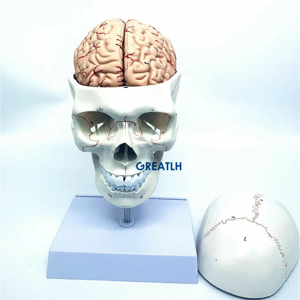 1:1 skull brain anatomical with cervical spine skeleton model Removable brain anatomical model