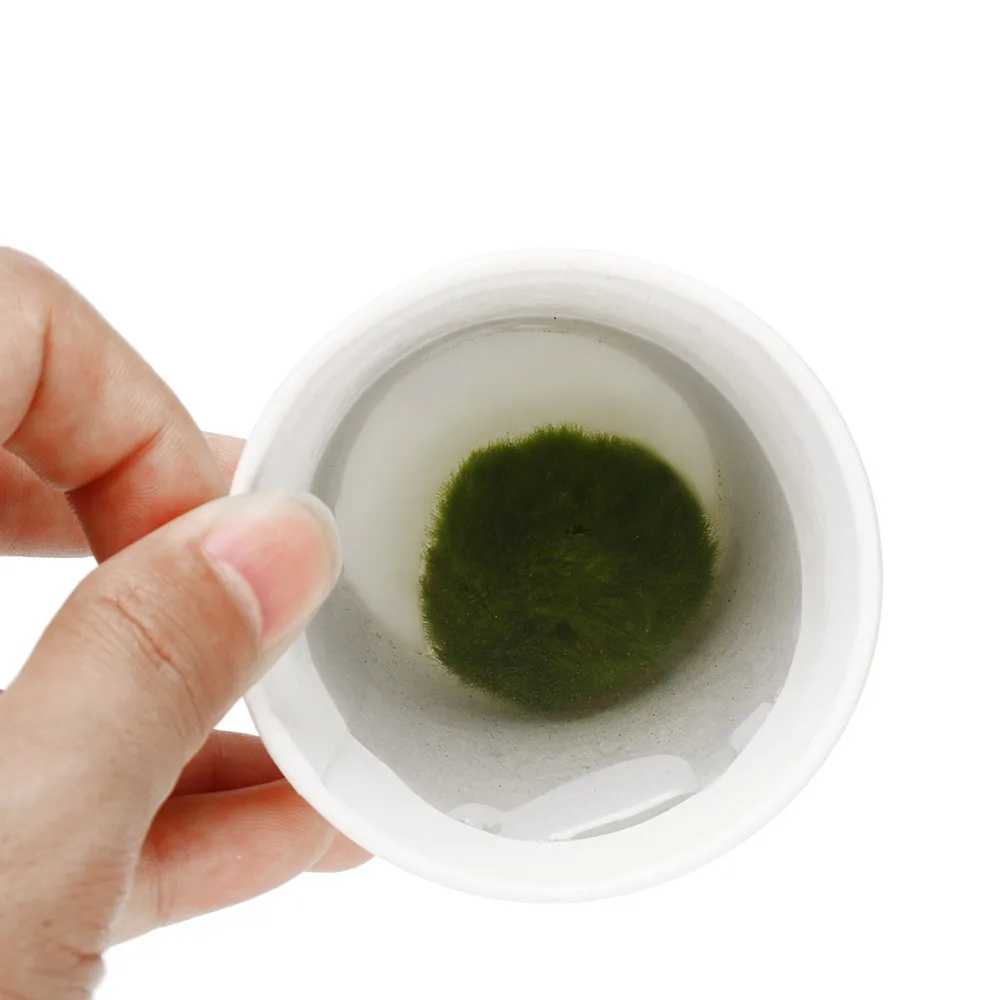 

3-4cm Live Aquarium Plant Algae Fish Shrimp Tank Ornament