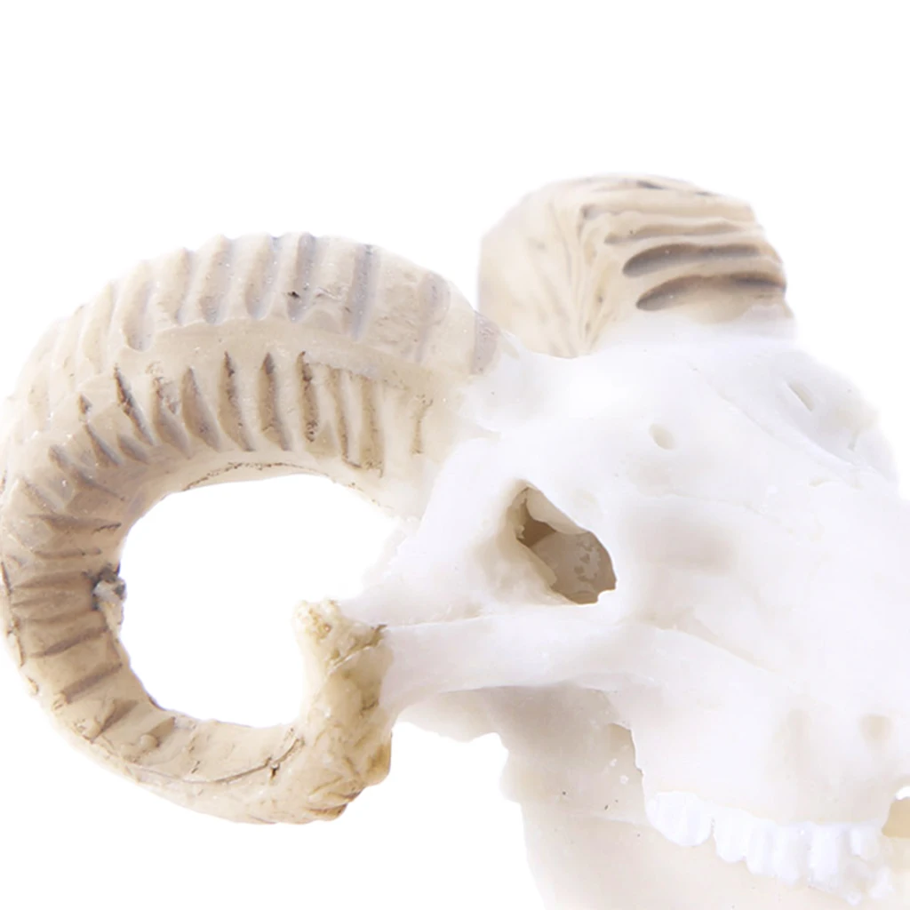 

Lovoski 2Pcs Aquarium Ornament Skull Goat Dragon Head Tank Decoration