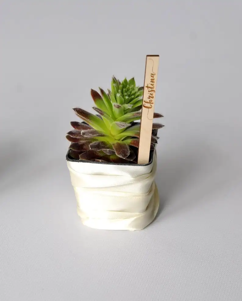 Суккулентные ярлыки для растений места вырезанные названия Baby свадебный душ