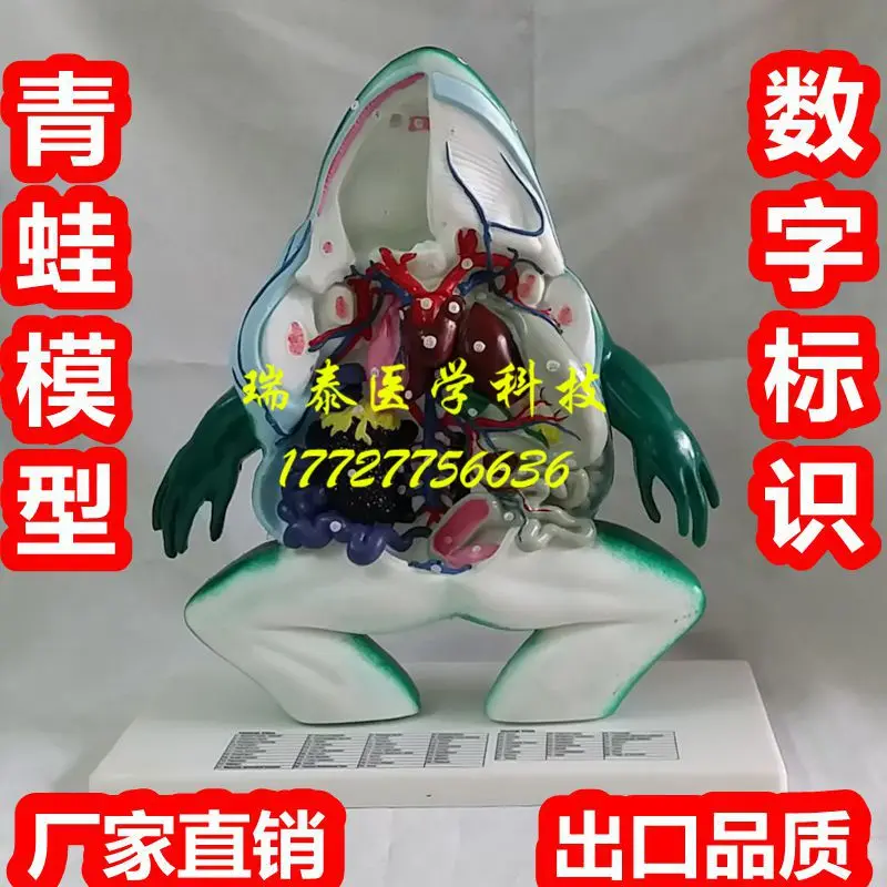 46*33*13CM frog anatomical model Animal specimens with nunber makers free shipping