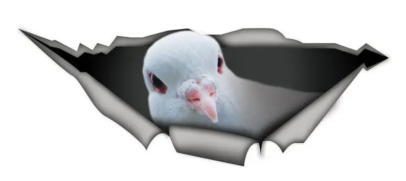 

2021 Dove car decal, vinyl decal, dove sticker, bird decal