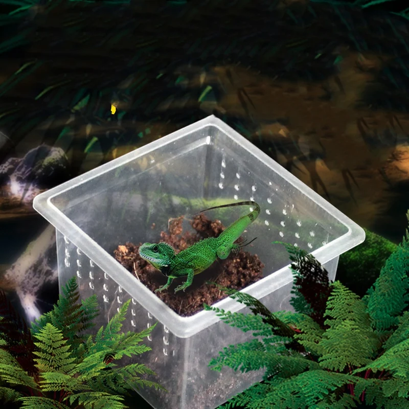 

50 Pcs Larval Rearing Box Reptile Living Boxes Plastic Transparent Scorpion Spider Cultivate Container Insect Living Box