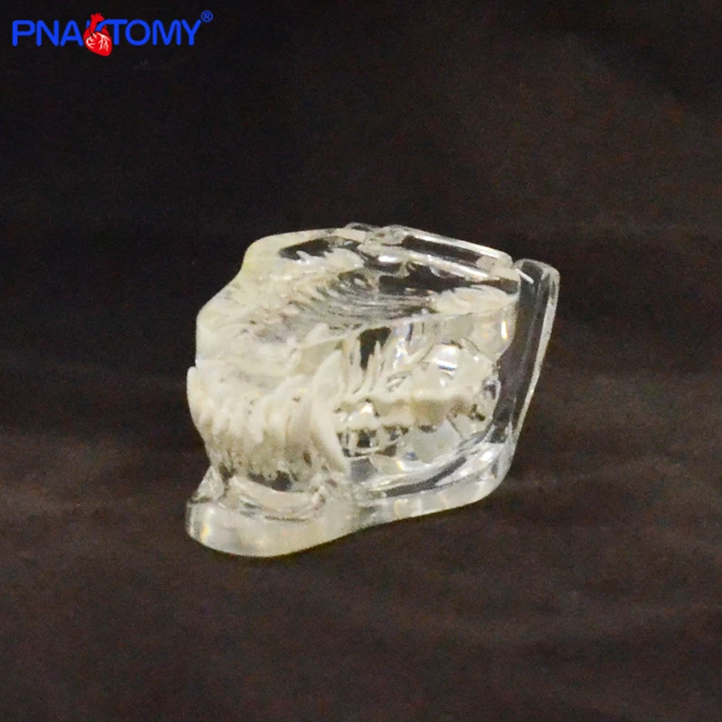 Прозрачный собачий череп в натуральную величину модель собаки и зубы