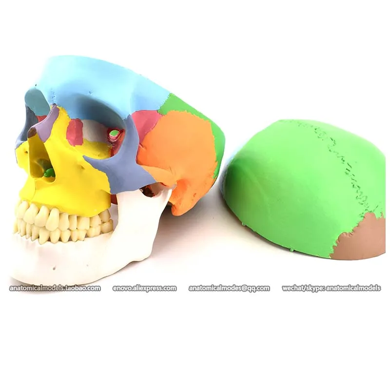 

CMAM/12333 Skull, colored, Plastic Skull Medical Anatomical Model
