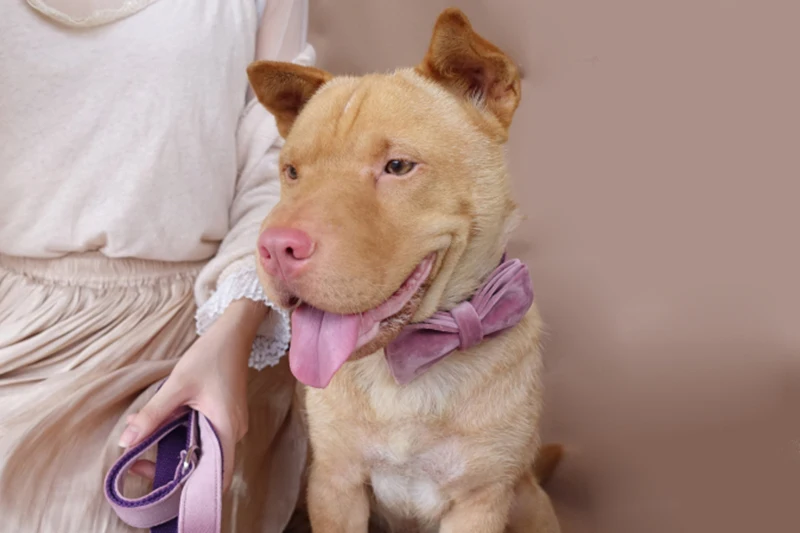 MUTTCO Выгравированный ошейник для собак, поводок для прогулок, поводок для собак на заказ с именем щенка, детский розовый поводок для безопасности UDC080