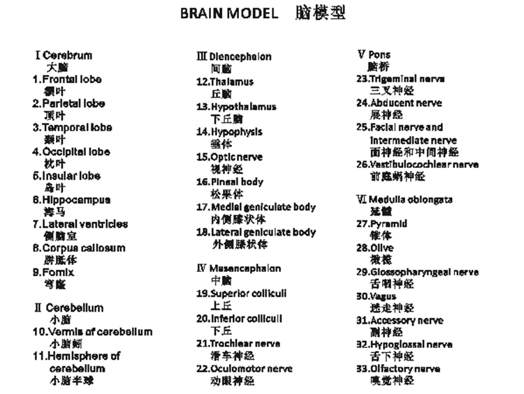 1:1 натуральную величину человека анатомическая модель мозга ствола головного