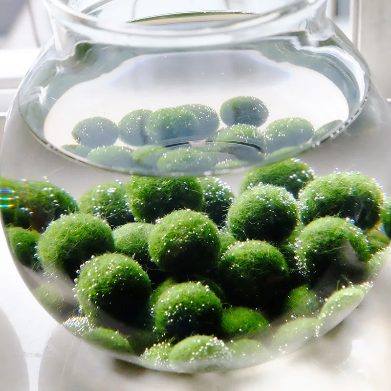Аквариум мяч ландшафтный дизайн хлорелла водорослей мох Marimo шары Happy окружающей