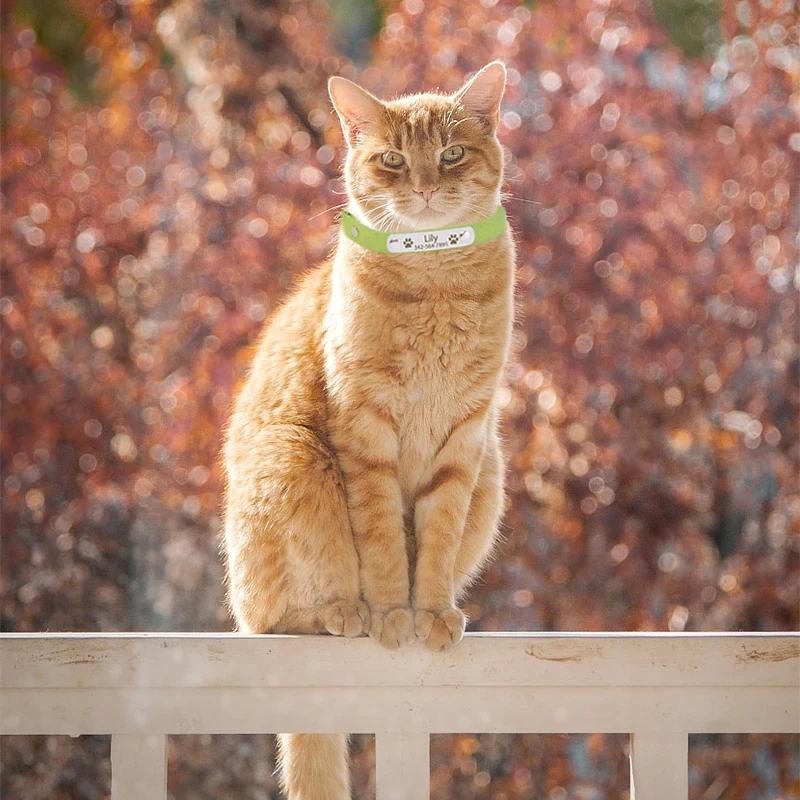 Именная табличка на заказ ошейник для кошек персонализированный мягкий