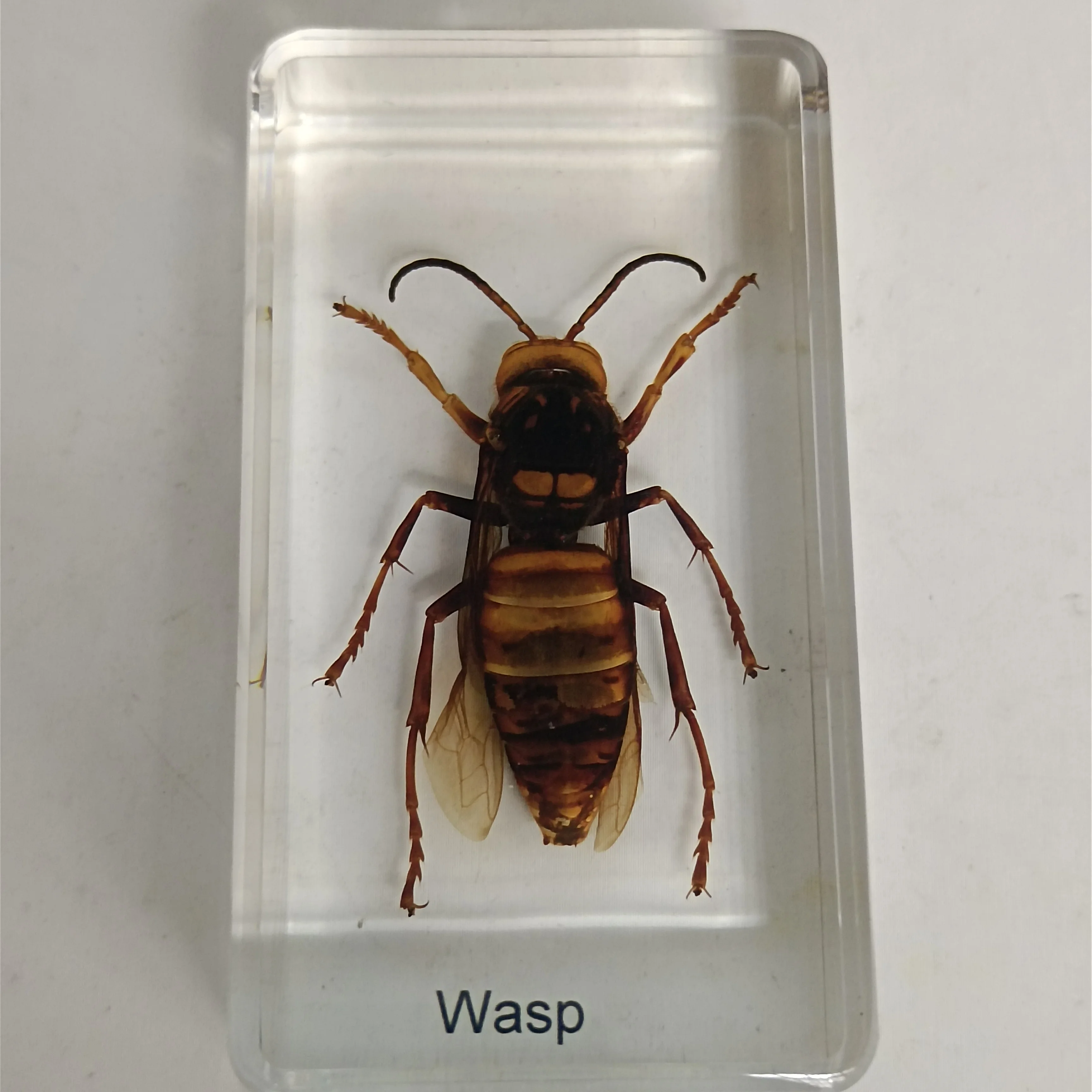 

1 шт., защитный слой из смолы, 7,5 см