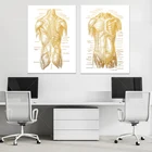 Анатомии тела физиотерапии принт; Для возраста 2-массажной терапии подарок-Анатомия человека арт-Тренажерный зал настенные Арт-Анатомический плакат