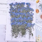 100 шт, натуральной прессованной незабудки цветы с уплотнением, настоящие сухие цветы для приглашение на свадьбу Сделай Сам ремесленные Закладка для книги подарочные карты