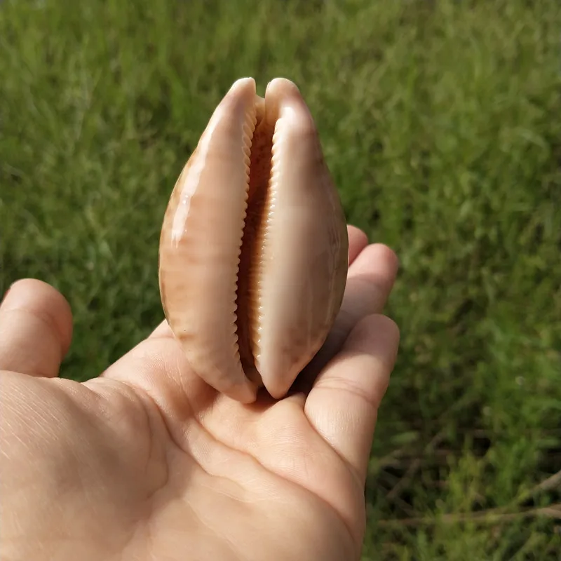 8 см браслет из прородного белого камня Seashell образец Средиземноморское море пляж оболочки окаменелостей ремесло дома аквариум украшенное кораллами Новая морская раковина