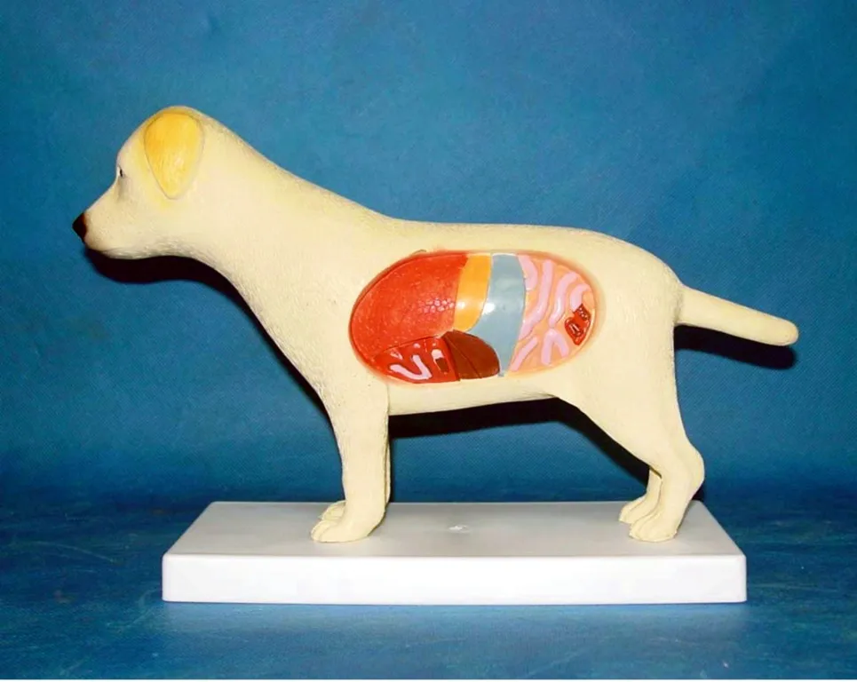 Canidae Pet Model Dog Specimen Animal Anatomy Model Veterinary Teaching Aids Dog Anatomical Model Medical Teaching Supplies