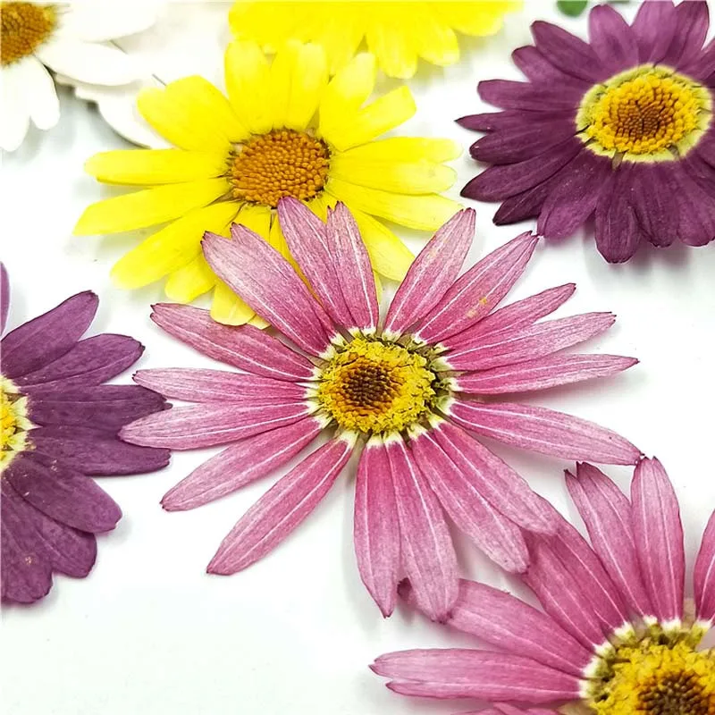 Высушенные цветы Маргариты 2022 года искусство для праздничного украшения