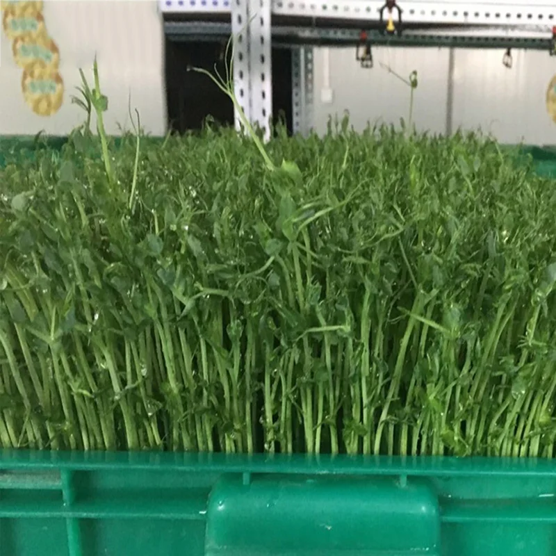 1 шт. аппарат для выращивания семян с термостатом | Бытовая техника