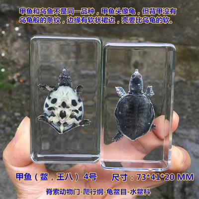 Набор из 9 натуральных насекомых в канифоли