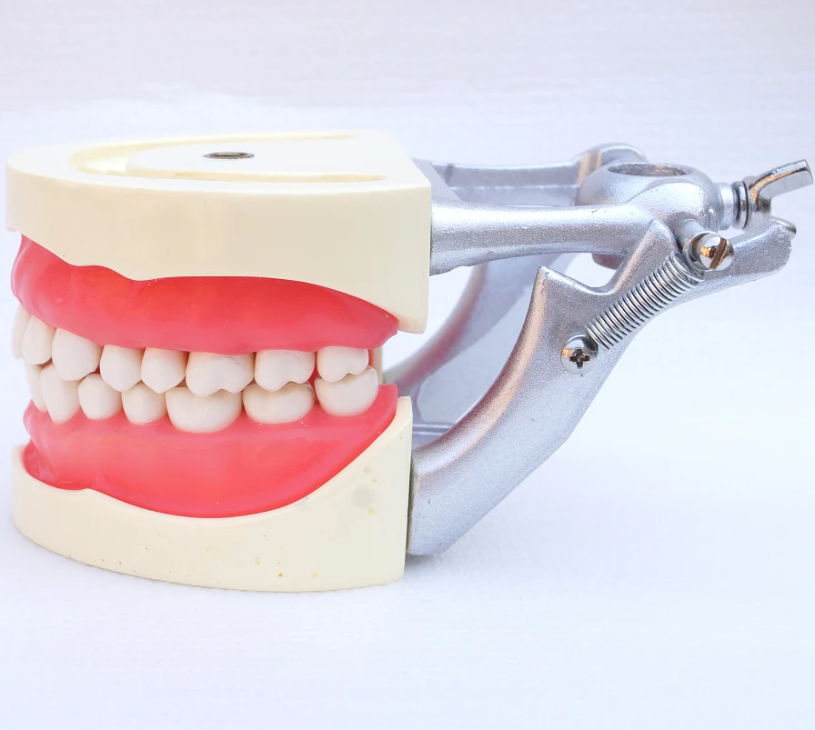 

1pc dental teaching study model standard model Soft Gum,Screw fixed,DP Metal Articulator dental model oral model