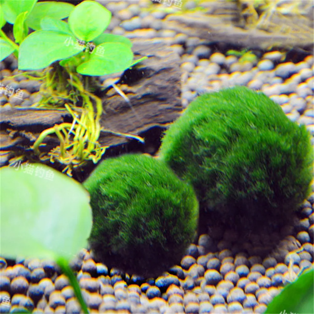 

Japan Genuine Aquarium Ball Landscaping 1cm Chlorella Algae Marimo Happy Environmental Green Seaweed Ball EZLIFE PT0305