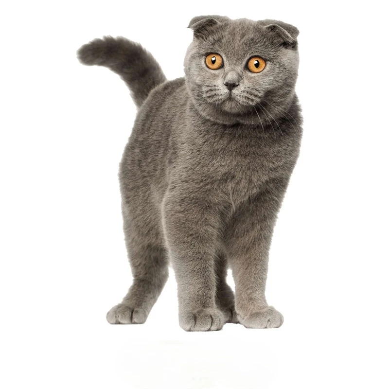 

Car Stickers Cat Car Funny and Decals Waterproof Cover Scratches PVC,11cm*5cm