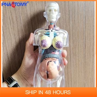 41 parts assembled human model medical skull skeleton4d translucent female anatomy torso body women pregnancy pregnant manikins