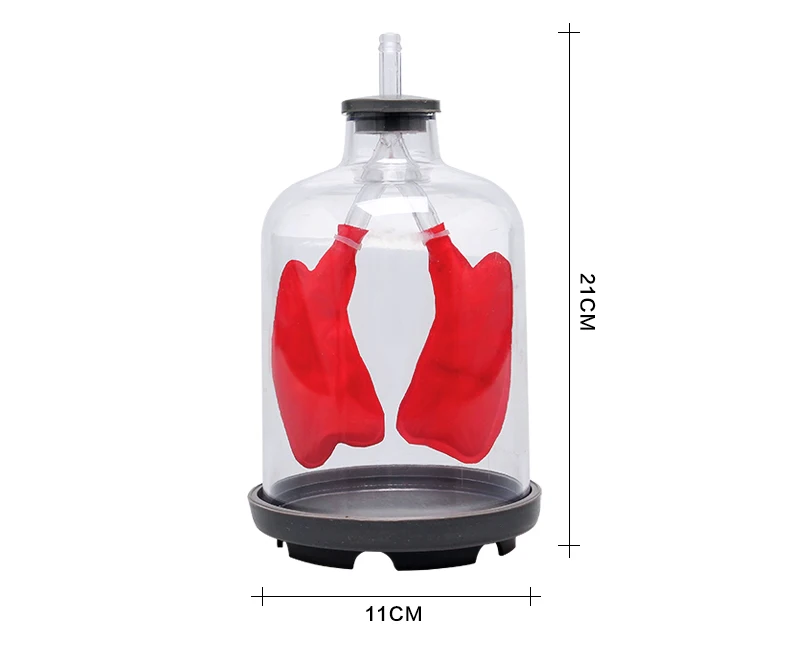 Бесплатная доставка модель модели легочной эвакуации функции легких 21*11 см