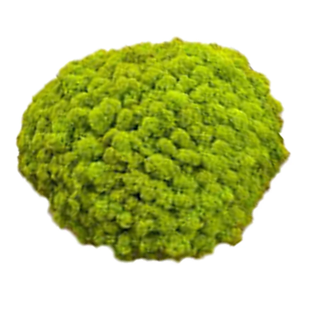 

Micro Landscape Wall Artificial Moss Grass Plant Lawn Decorations For Fish Tank