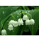 5D Diy алмазная живопись ландыша мозаичная Вышивка крестом Наборы камни в форме ромба круглыми стразами Стразы Свадебная DecorationZP-4101