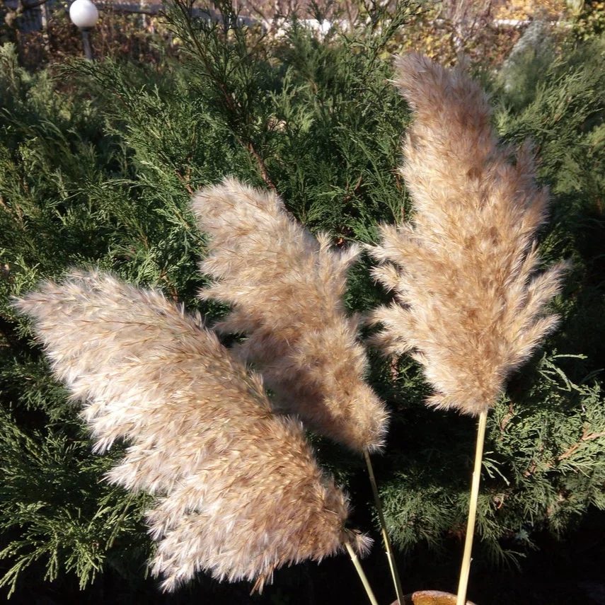 

20 Stems Dried Pampas Grass Bouquet Wedding Decor Dried Flowers Christmas DecorArtificial Flowers Fall Decor Altificial Grass