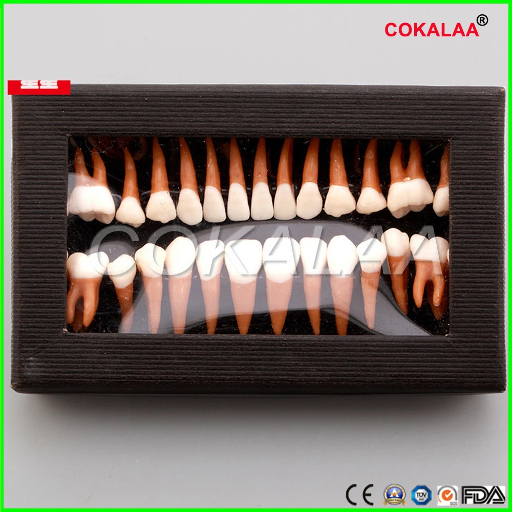 

Dental Oral 28 PCS Adult Permanent Teeth Models Full month Dental gift Communication Tooth Models Odontologia