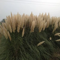 60cm10pcs wihte pampas grass wedding home decoration dried flower real plants party diy fully dropshipping