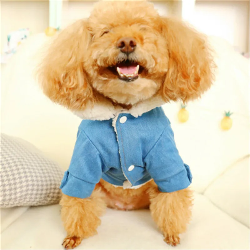 

Новинка 2019, роскошная куртка для собак на осень и зиму, Одежда для питомцев, джинсовое пальто для собак, костюм чихуахуа, размер XS