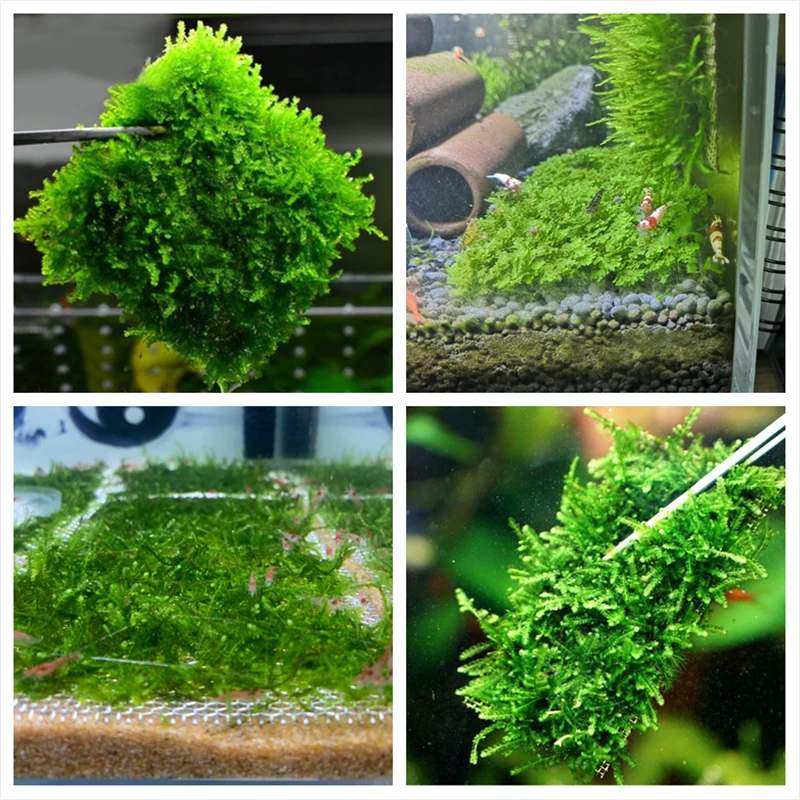 Сетчатая подкладка из нержавеющей стали для аквариума сетчатый держатель водной