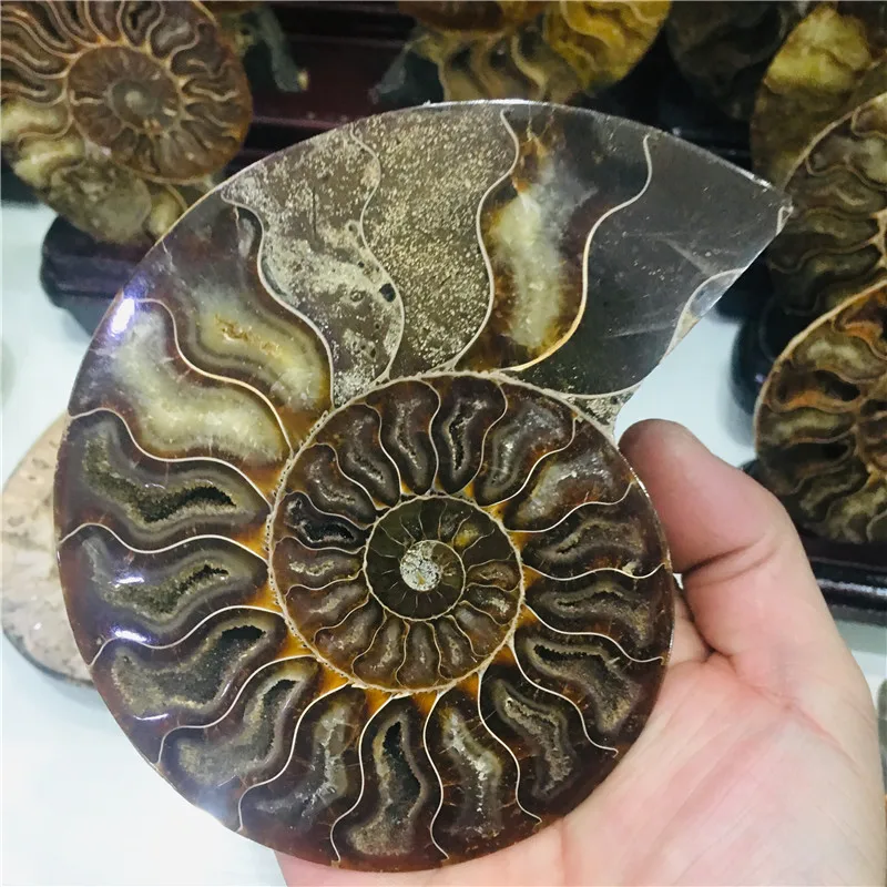 AAA + 600 г натуральный аммонит PRETTY NAUTILUS мадагаскарский ископаемый Цвет Бесплатная