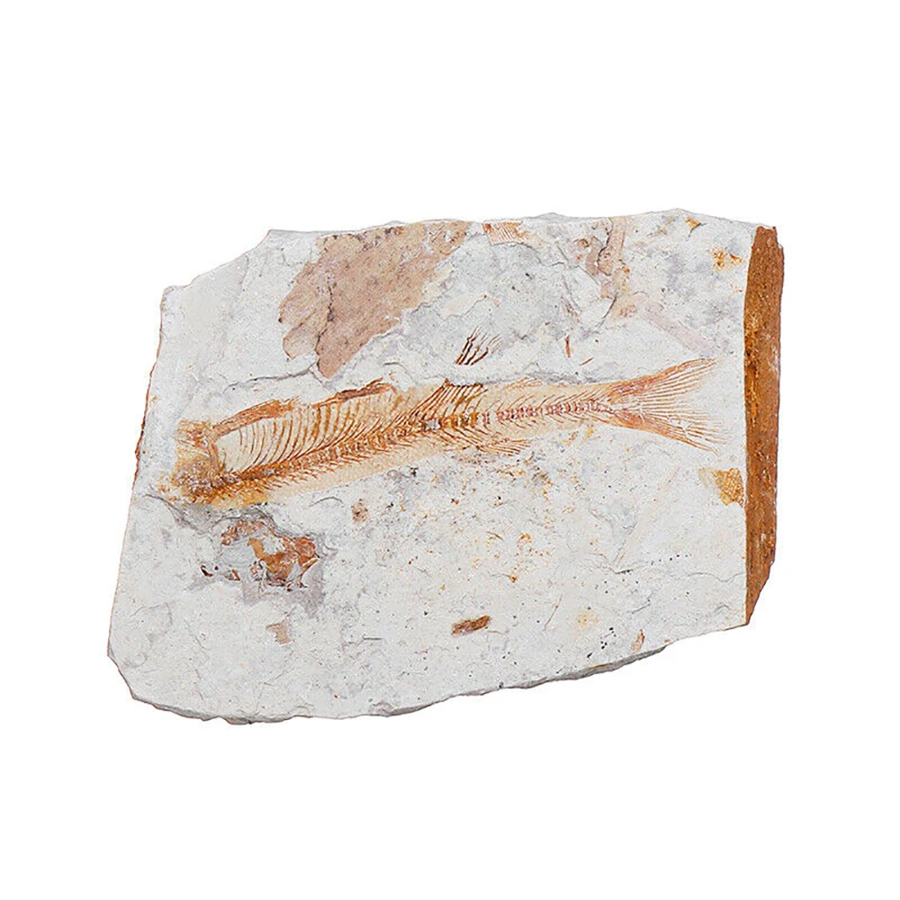 1pc Fish Fossil Natural Lycoptera Specimen Insect Gift Collection Stone Home Decoration | Дом и сад