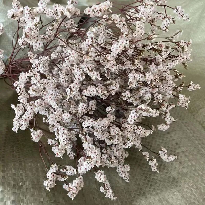 

35~42CM/60g Crystal Grass Natural Fresh Dried Preserved Forget me Flowers,Real Forever Lover Grass Branch For Home Decor