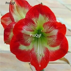 15 Ngryise 3 шт. набор Amaryllis лампочки True Hippeastrum rutilum - Цвет: 15