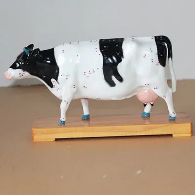Cattle Acupuncture point model animal Dissection model animal Medical Model free shipping