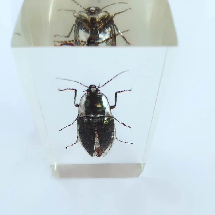 Эратер от насекомых встроенные образцы прозрачный эратер из полимера образец