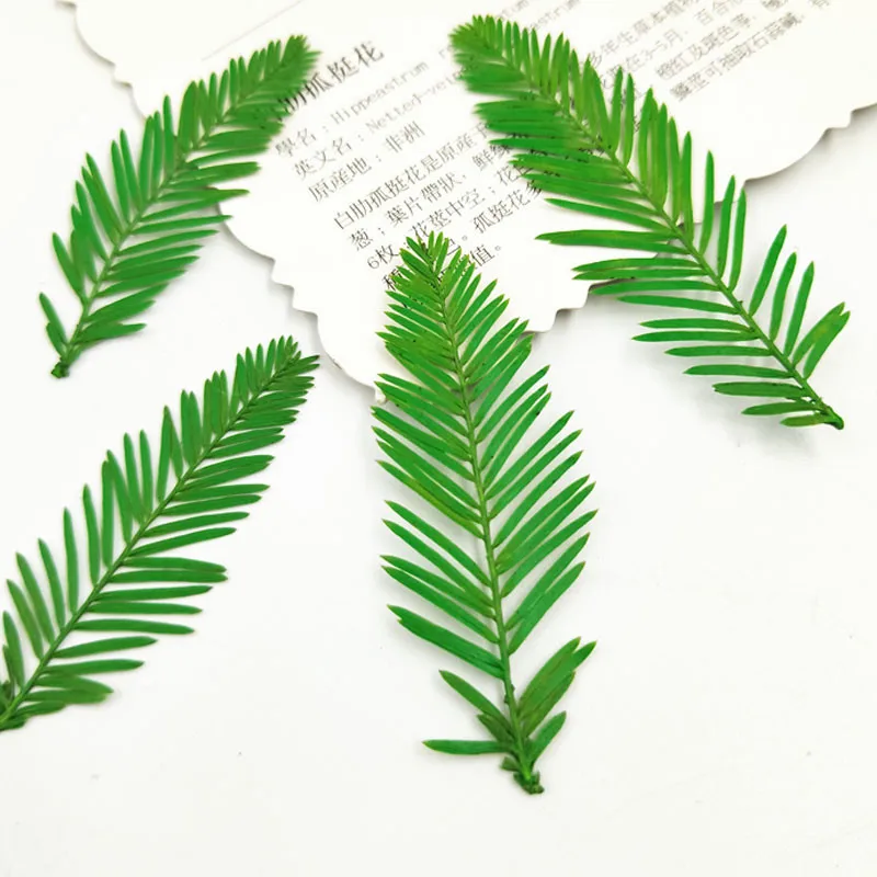 

Small Cedar Leaf Plant Specimens Dried Flower For Parent-Child DIY Material 120Pcs Free Shipment