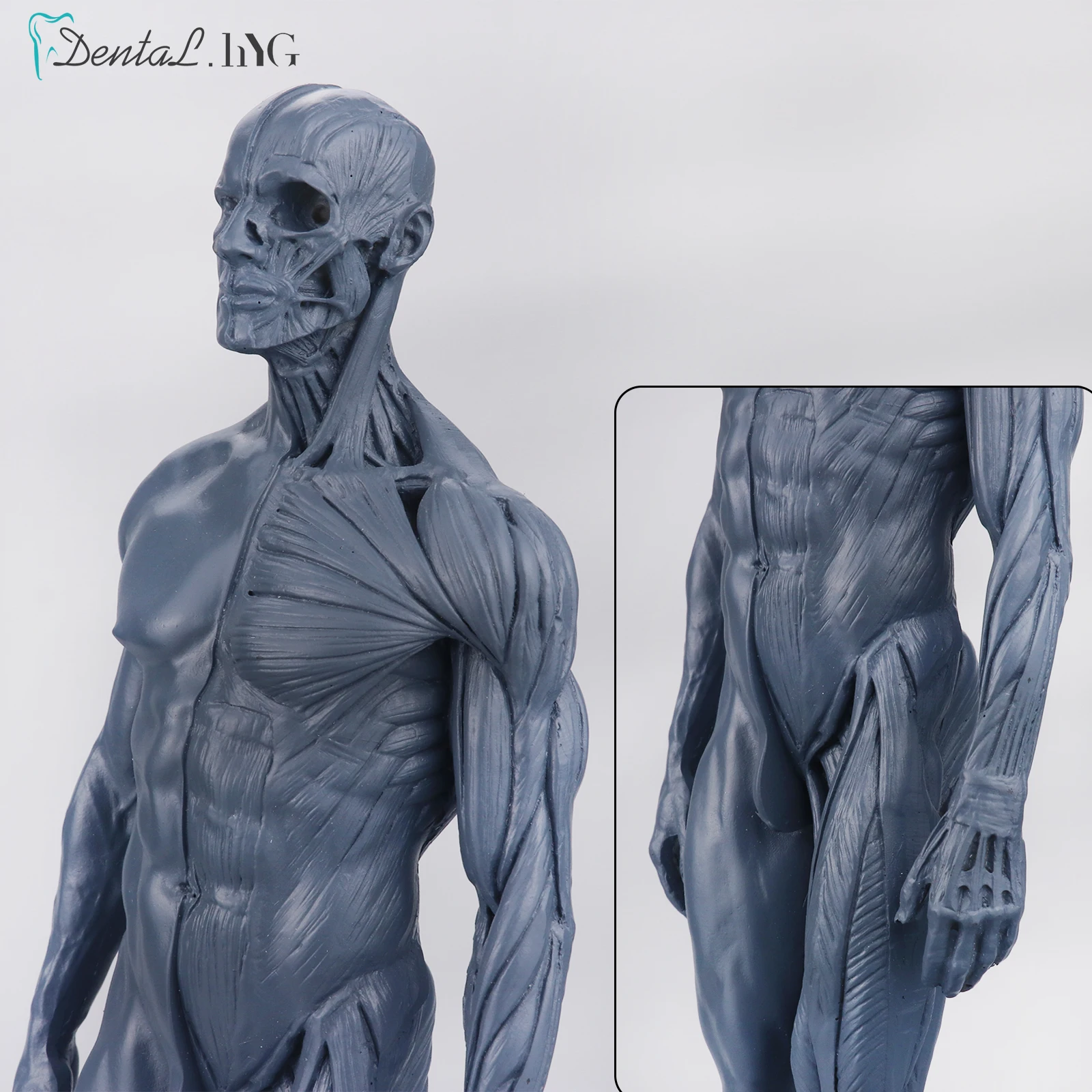 

30cm Human Anatomical Anatomy Statue Sculpture Male and Female Manikin Simulator Head Body Muscle Bone Model for Decoration