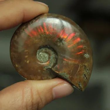 Спиральный аммолитный натуральный аммонит ископаемые чисто натуральные кусочки