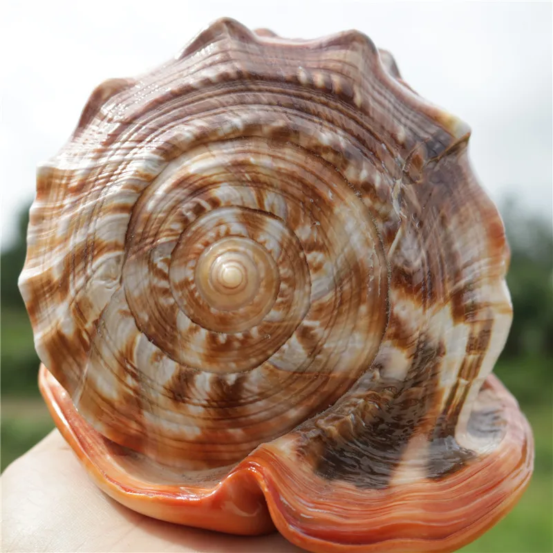 

1Pcs Natural Conch Shells Large Beautiful Sea Shell Conch Fish Tanks Decorations Crafts Party Decors Ornaments