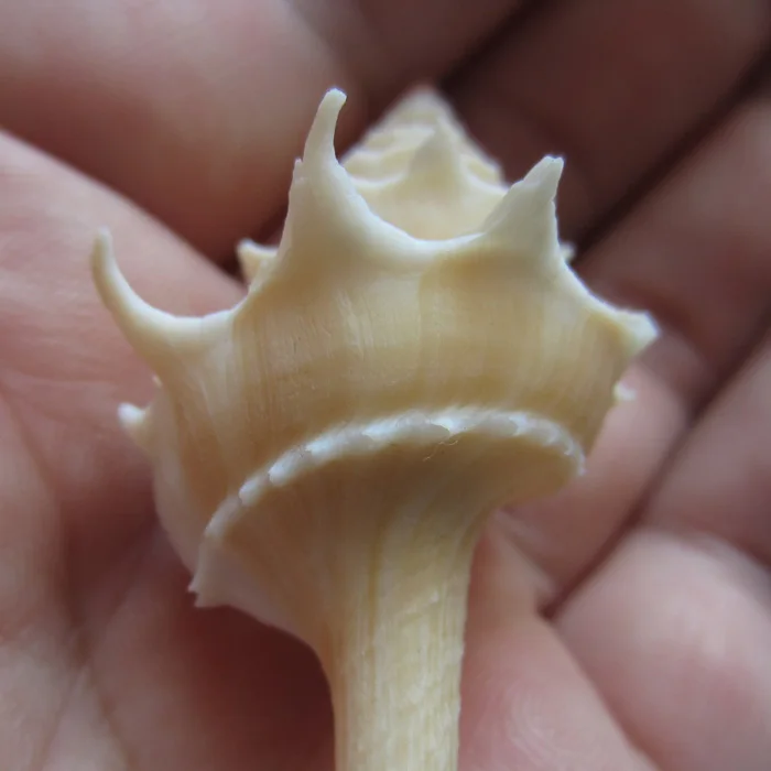 

7.49 cm handrail, Ladder snail, rare conch collection, home decoration