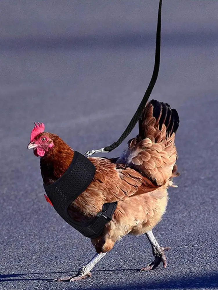 

Chicken Hen Adjustable Matching Belt Comfortable Breathable Medium Adjustable Chicken Harness Hen Size With Matching Dropship