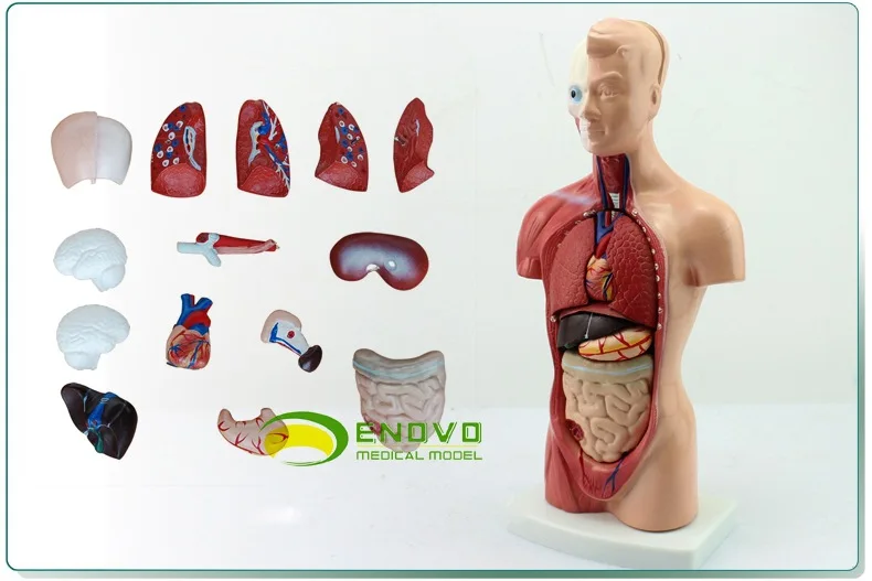 

Furniture Decoration Halloween Gift Medical Teaching Model 26CM Torso Human System Anatomical Organ