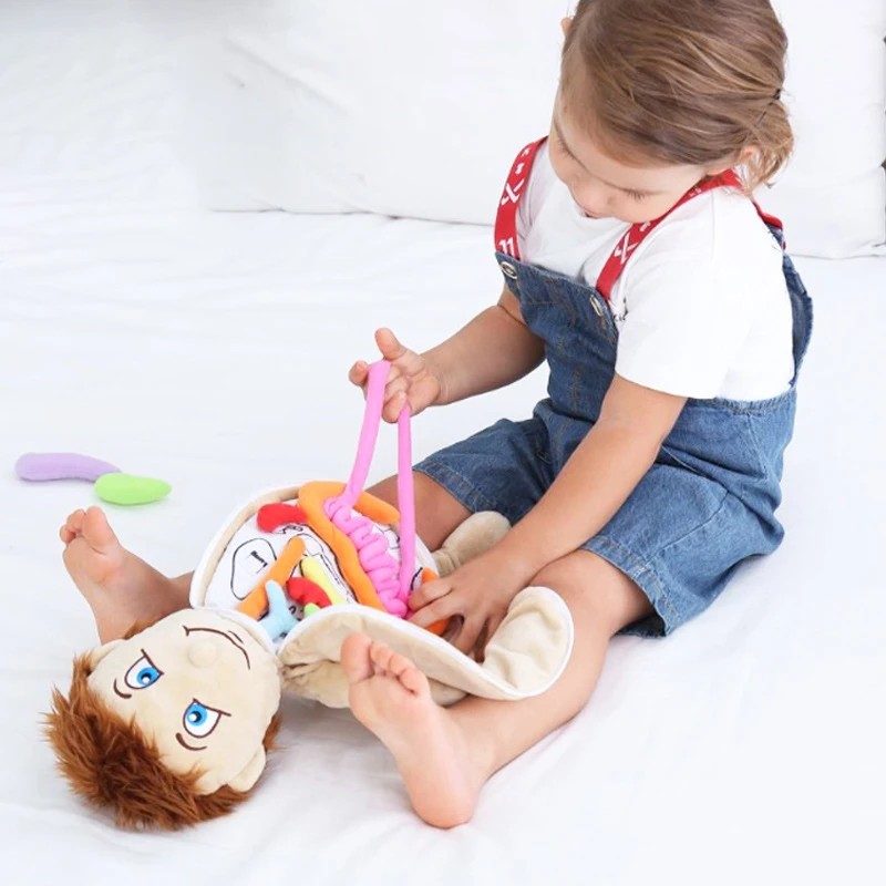 Игрушка анатомическая детская человеческие органы | Игрушки и хобби
